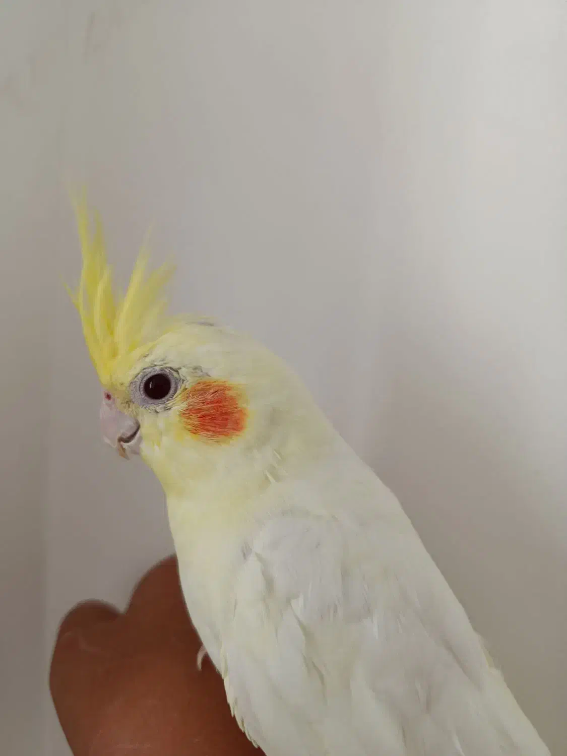 عروس هلندی لوتینو نر دستی چشم شرابی|پرنده|طبس, |دیوار