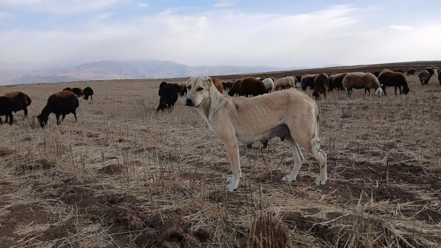 سگ سرابی|سگ|اردبیل, |دیوار