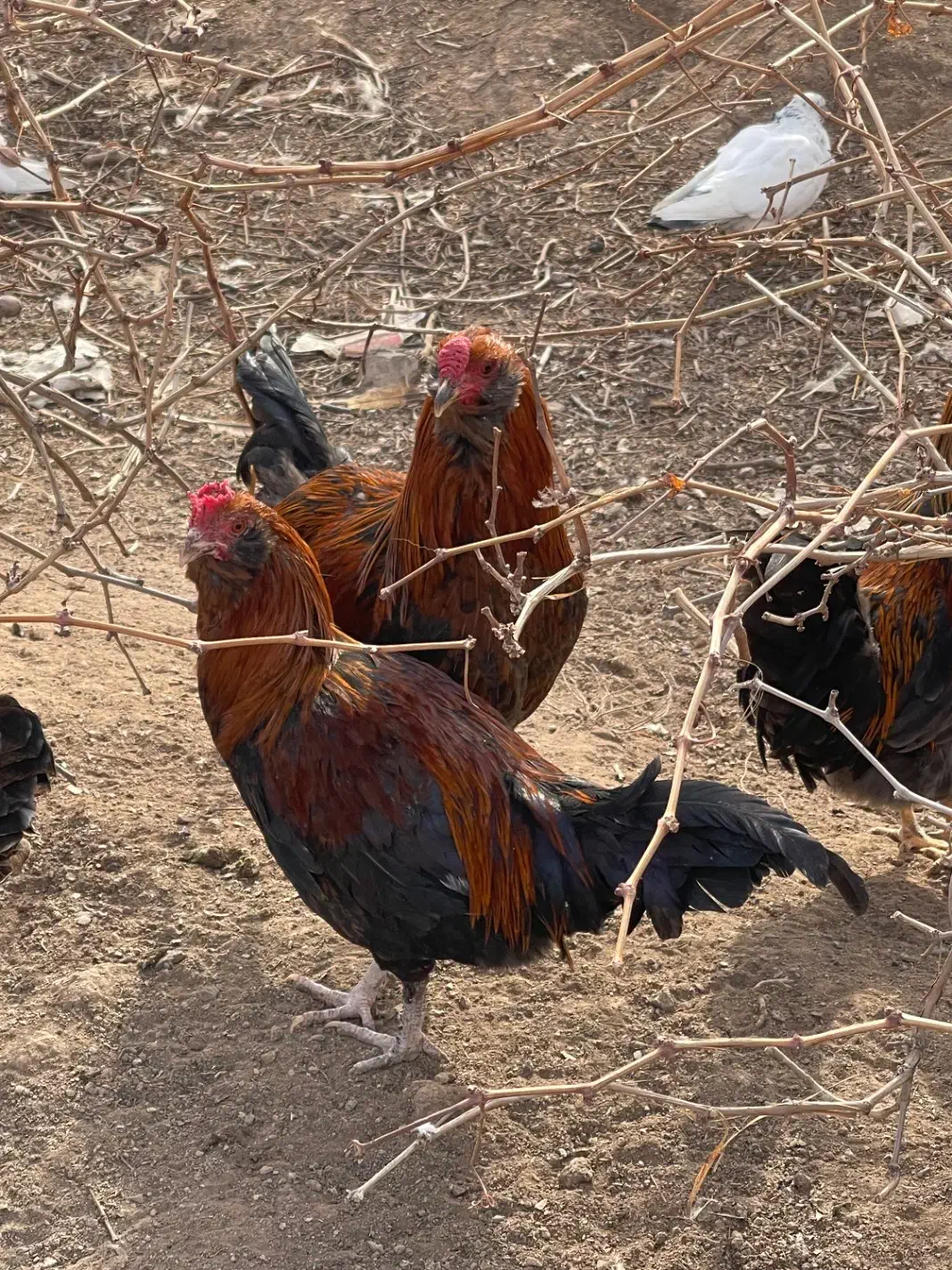 خروس گلین|حیوانات مزرعه|رباطکریم, الارد|دیوار