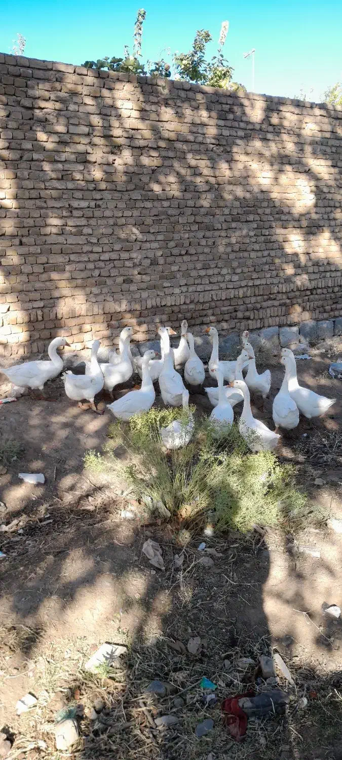 تعدادی قوغاز سفیدچینی واوکراینی بفروش میرسد|حیوانات مزرعه|مرند, |دیوار