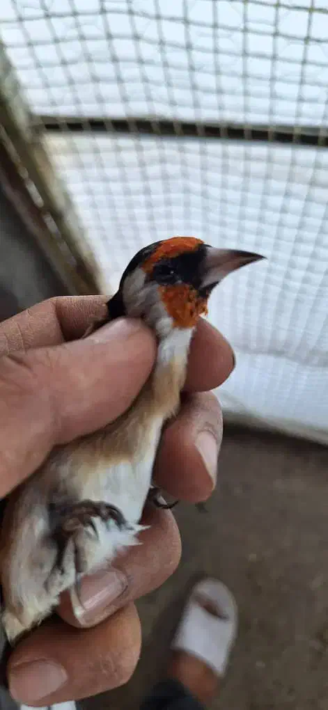 سهره|پرنده|قیدار, |دیوار