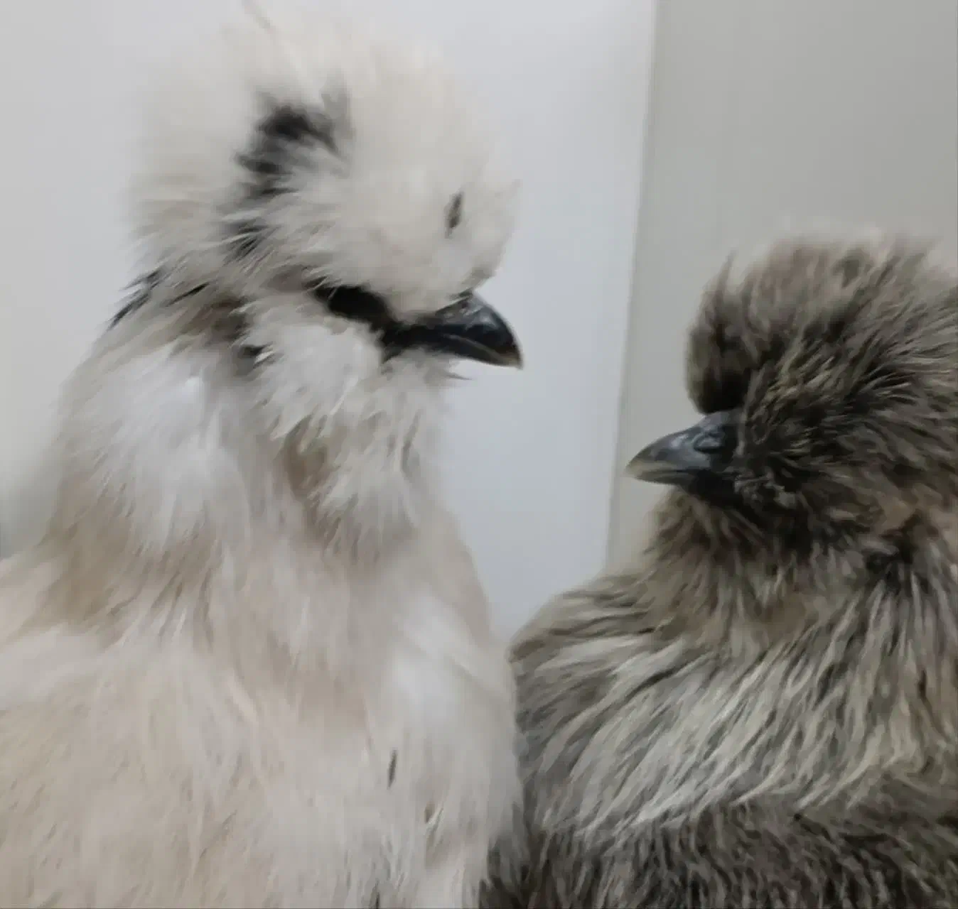 پرندگان وحیوانات مزرعه|حیوانات مزرعه|مشهد, فتح المبین|دیوار