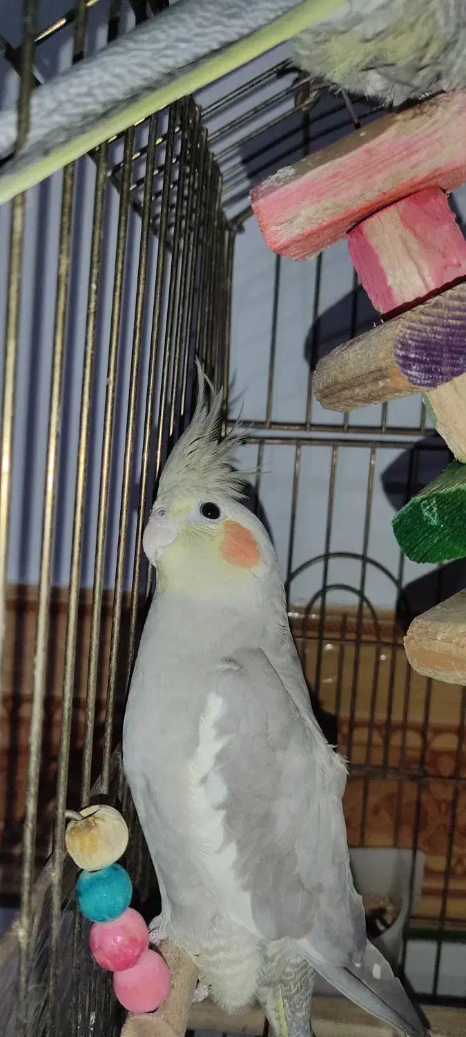 عروس هلندی|پرنده|قزوین, |دیوار