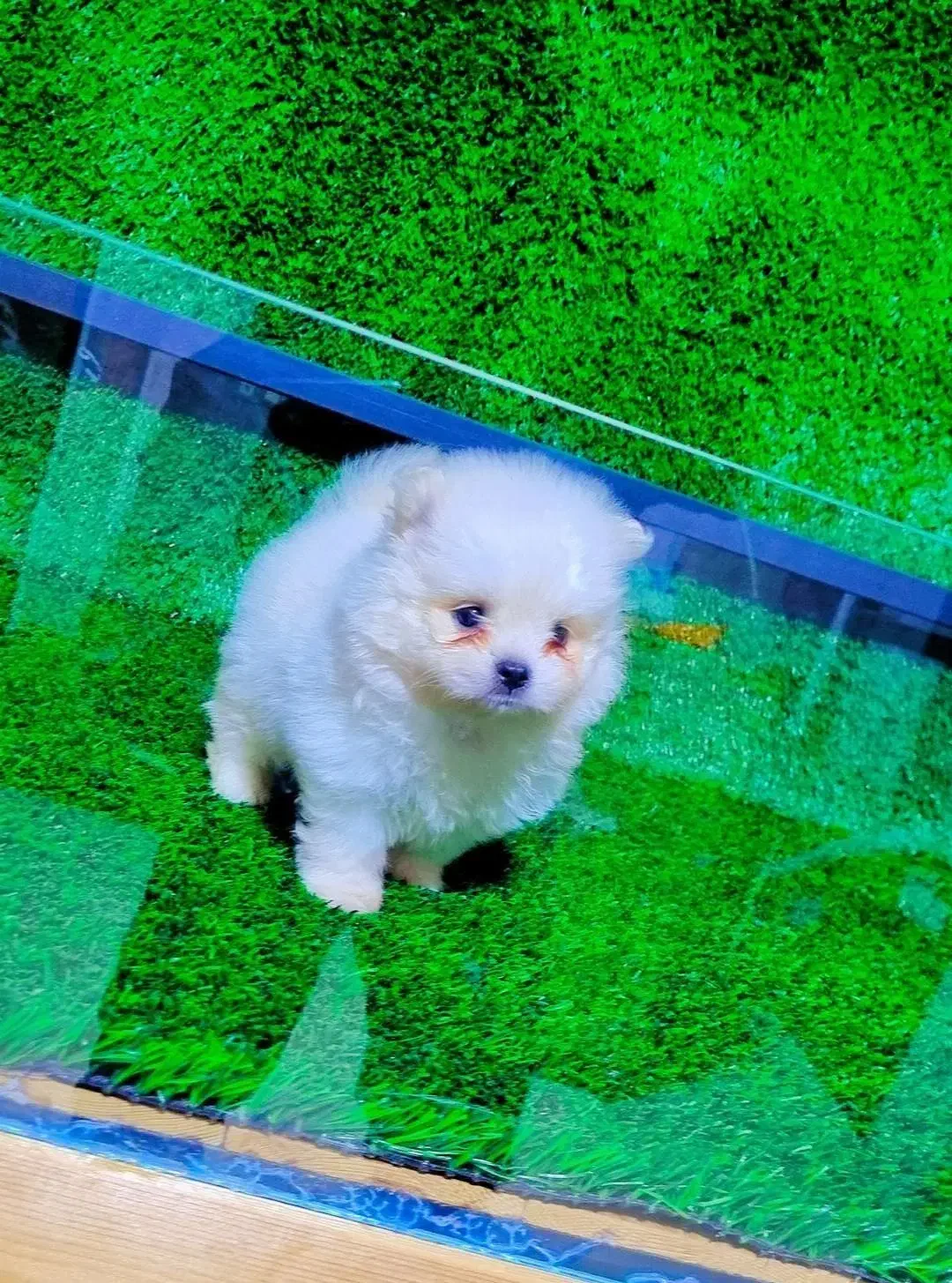 پامران تربیت شده عدد بالا|سگ|خاش, |دیوار