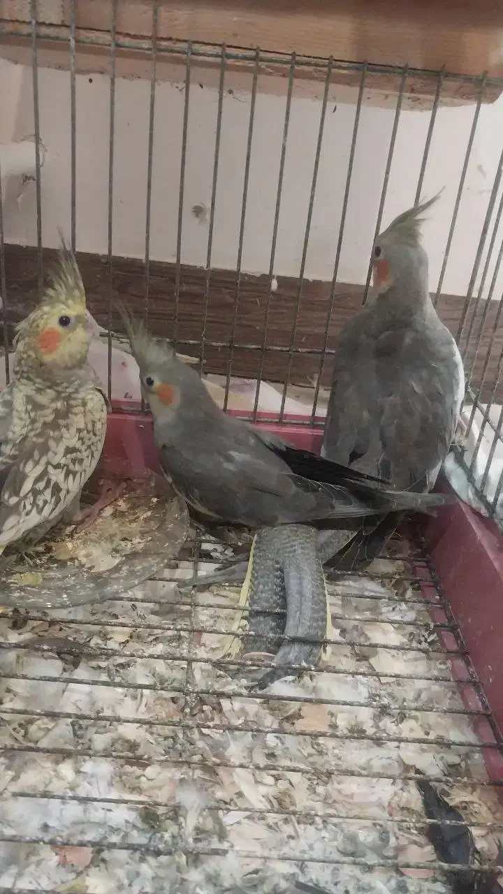 عروس هلندی۶ ماهه سرحال و زرنگ|پرنده|لاهیجان, گلستان|دیوار