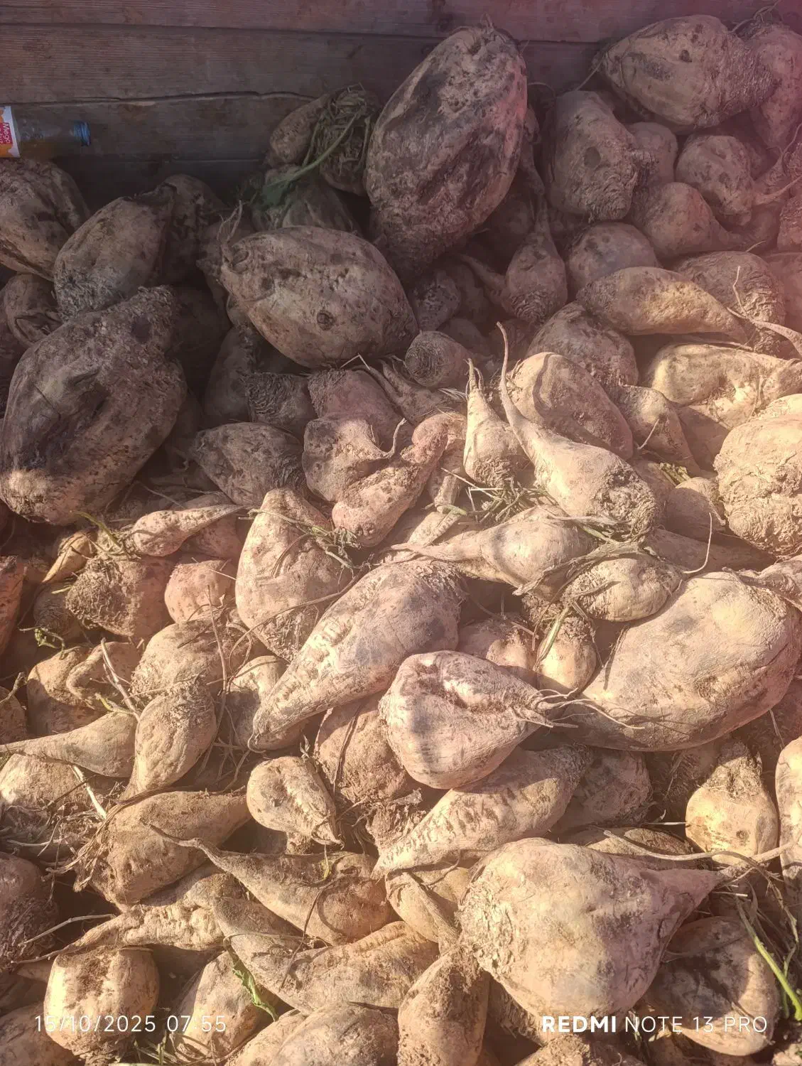 چغندر خوراک دام کاه یونجه جو گندم کنسانتره|لوازم جانبی حیوانات|تهران, فردوسی|دیوار