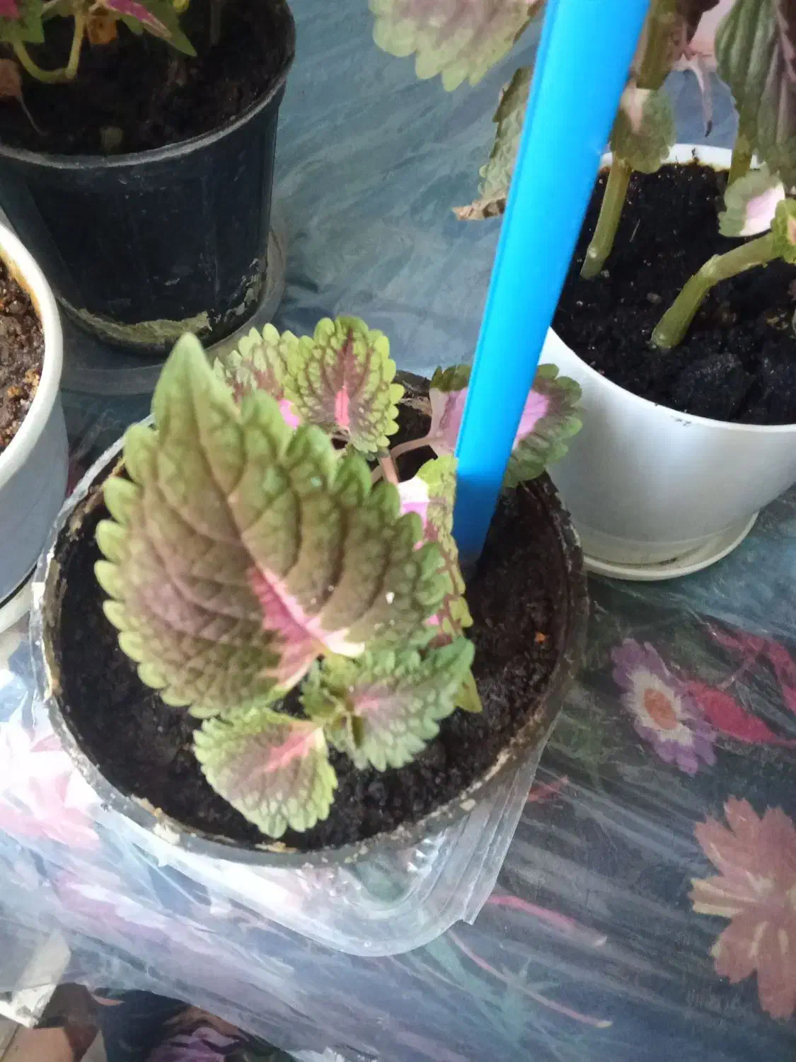 گل پتوس|گل و گیاه طبیعی|بیرجند, |دیوار