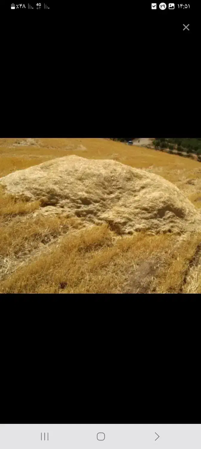 کاه کندوم|عمده‌فروشی|سلطانیه, |دیوار