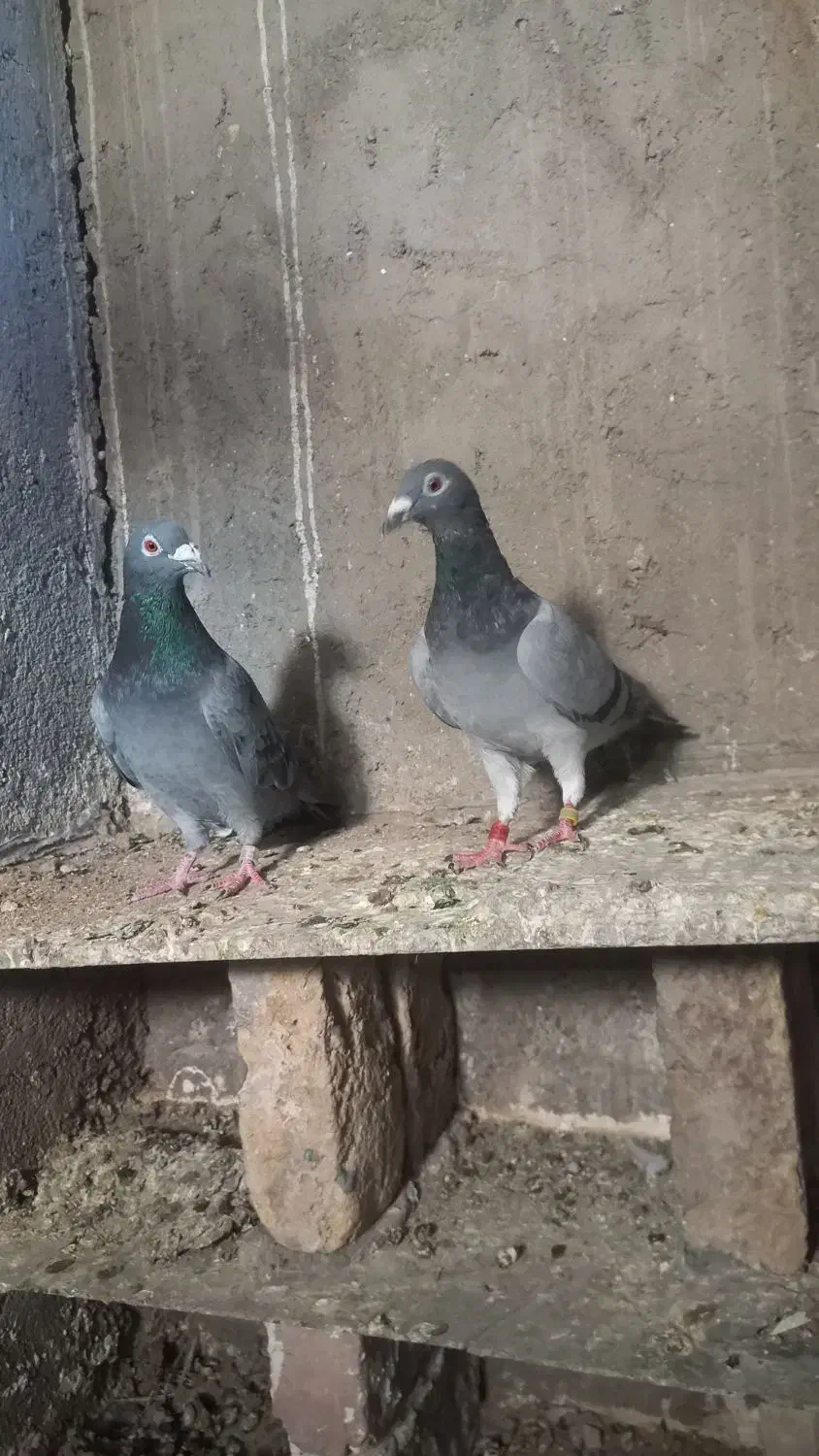 کبوتر پلاکی|پرنده|زرندیه, |دیوار