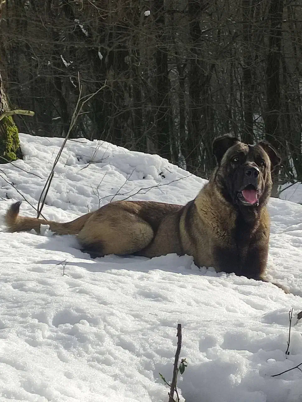 سگ سرابی|سگ|ساری, |دیوار