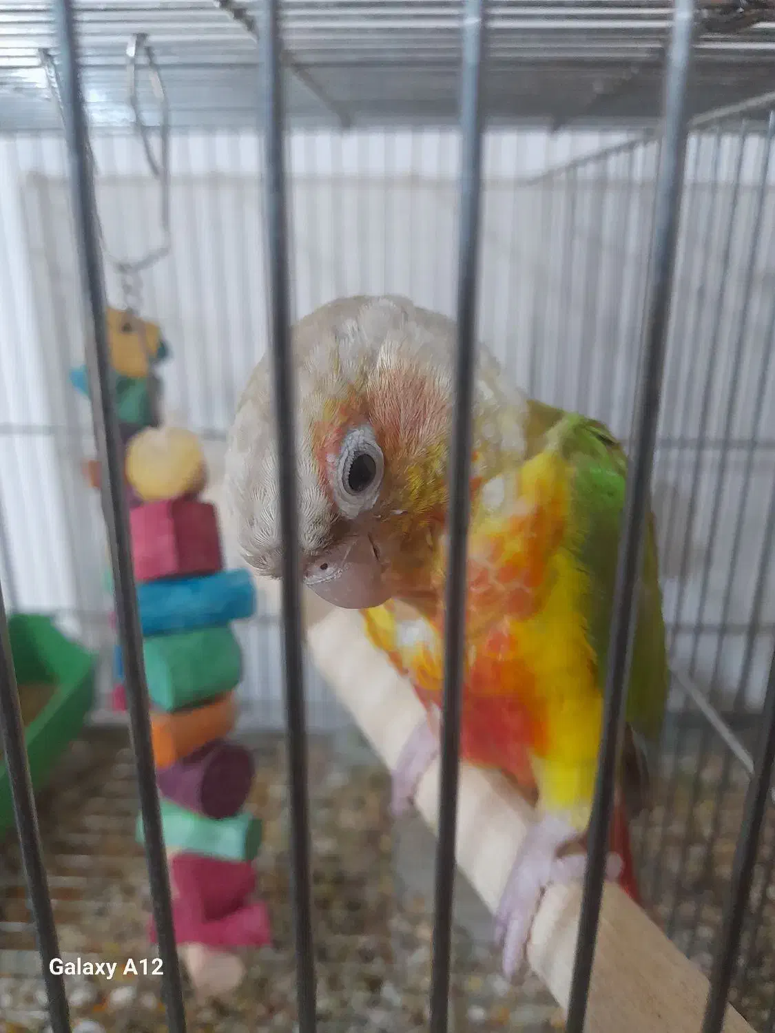 ماده گرینچیک|پرنده|آبادان, |دیوار