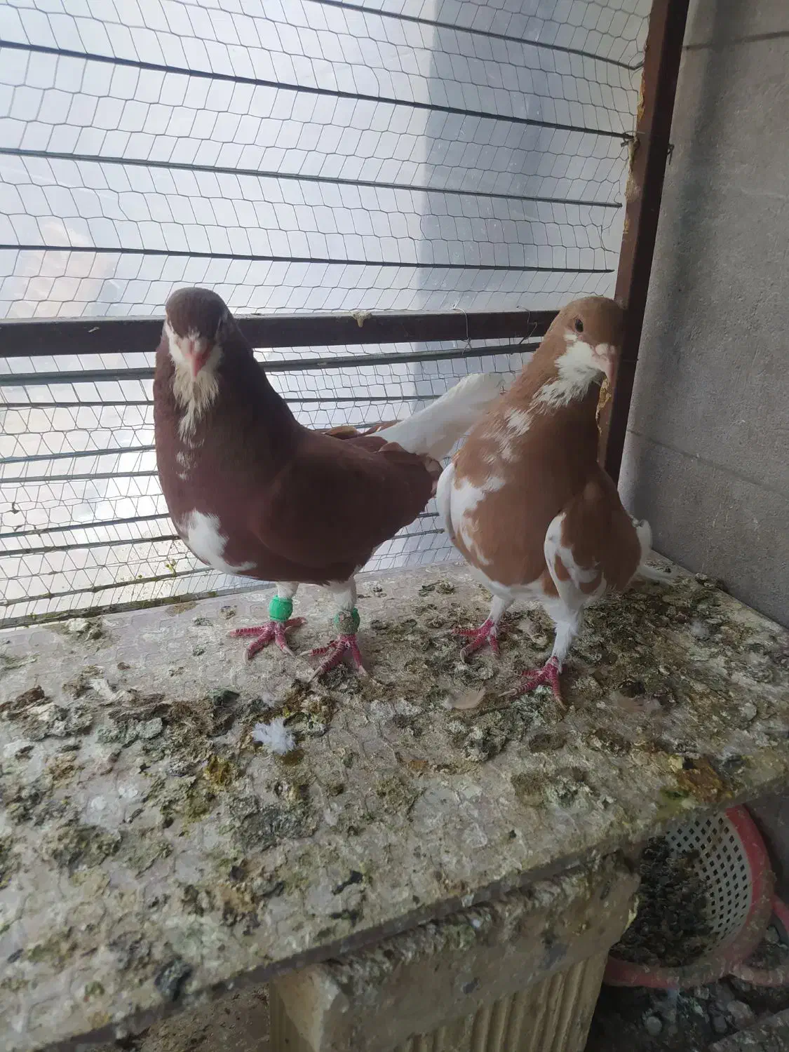 جفت نرو ماده ساده فروشی|پرنده|خلیل آباد, |دیوار