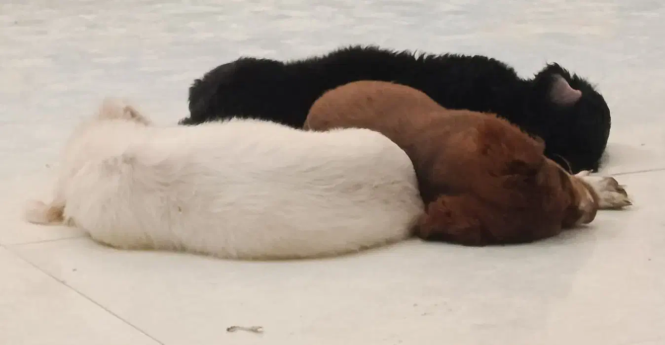 سگ خانگی|سگ|اردکان, |دیوار