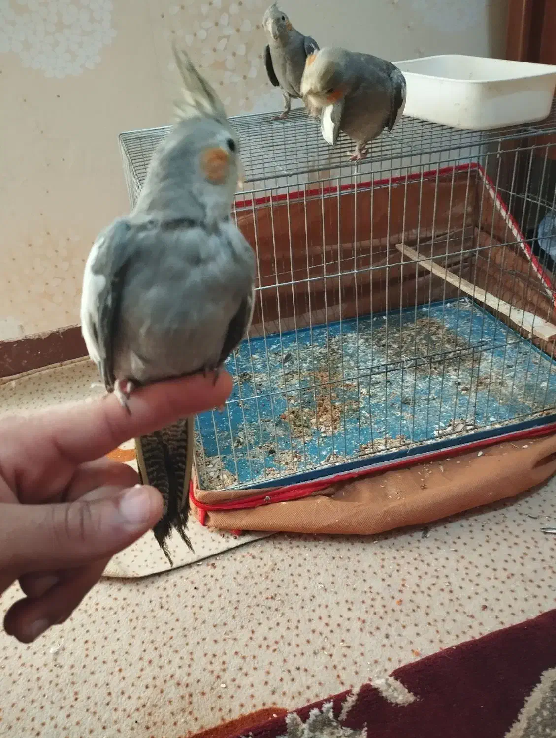 طوطی عروس هلندی|پرنده|بندر ماهشهر, |دیوار