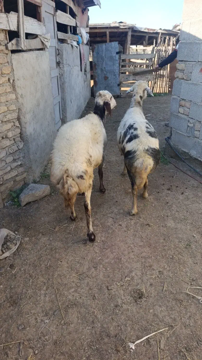 2راس میش آبستن پلنگی|حیوانات مزرعه|سیمین شهر, |دیوار