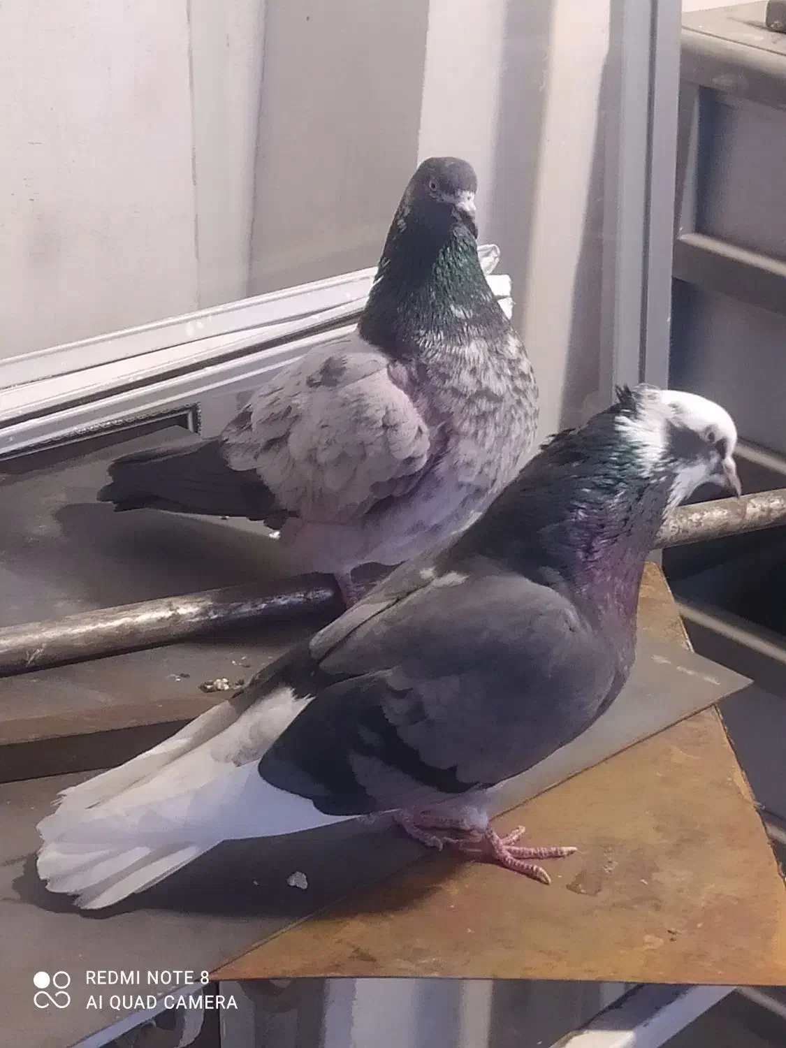 دوتا کفتر. پرشی|پرنده|قم, قم نو|دیوار