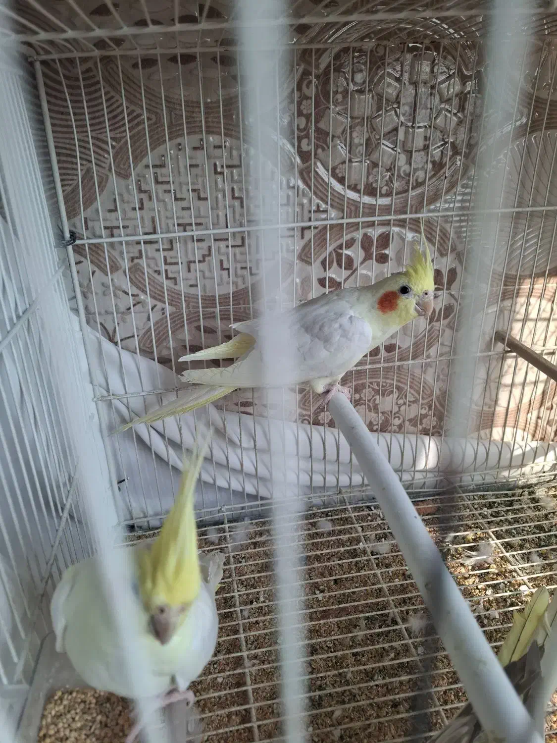 لوتینو|پرنده|مشهد, امیریه|دیوار