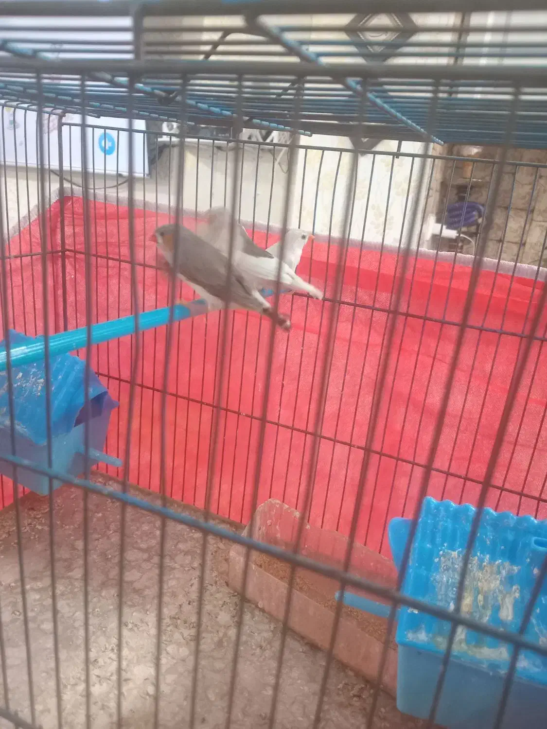 ۴ عدد فنج|پرنده|قرچک, پویینک|دیوار