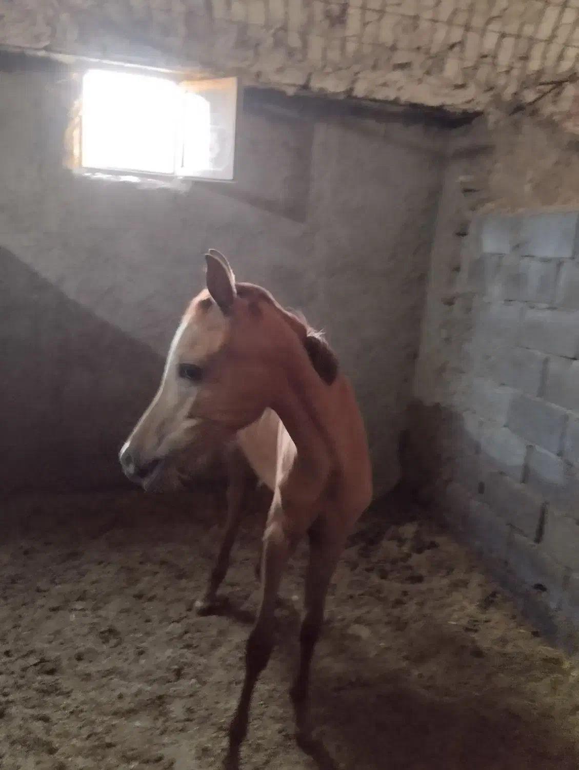 کره عرب پوزه دار|اسب و تجهیزات اسب‌سواری|کمیجان, |دیوار