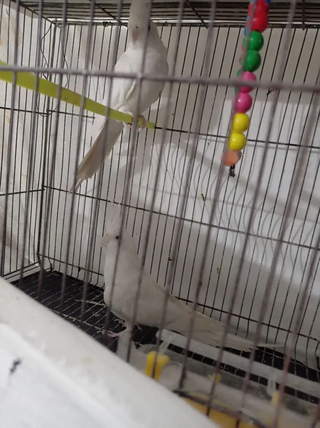 عروس هلندی آلبینو|پرنده|مشهد, کشف|دیوار