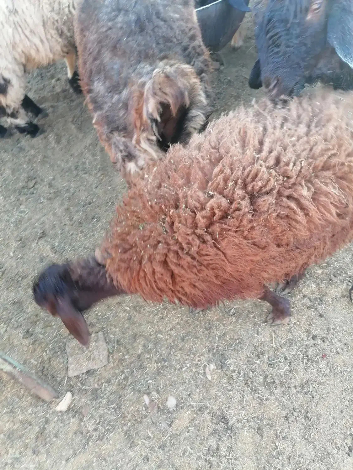 بره سبک|حیوانات مزرعه|میبد, |دیوار