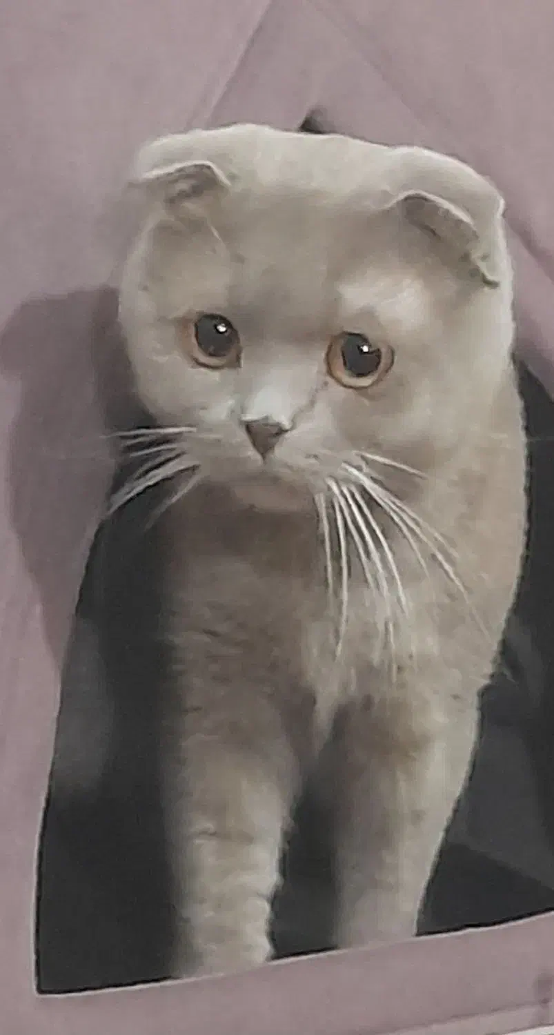 گربه نرماده|گربه|بومهن, |دیوار