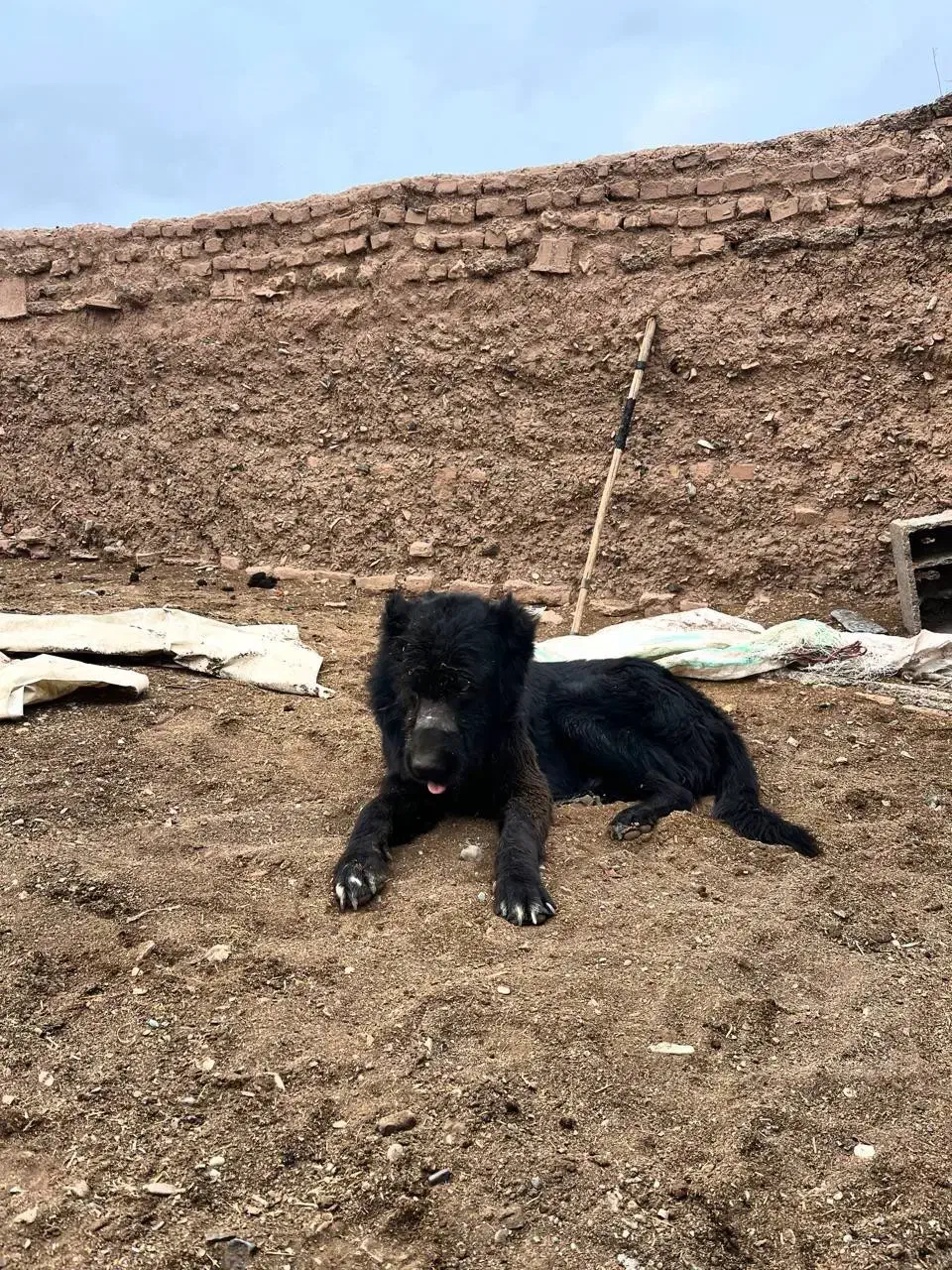 واگذاری سگ سرابی ذات قدیم پژدر الابای خراسانی|سگ|تهران, مشیریه|دیوار