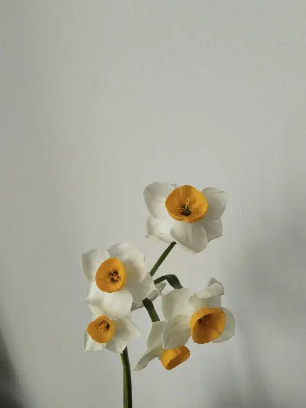گل نرگس|گل و گیاه طبیعی|بیرجند, |دیوار