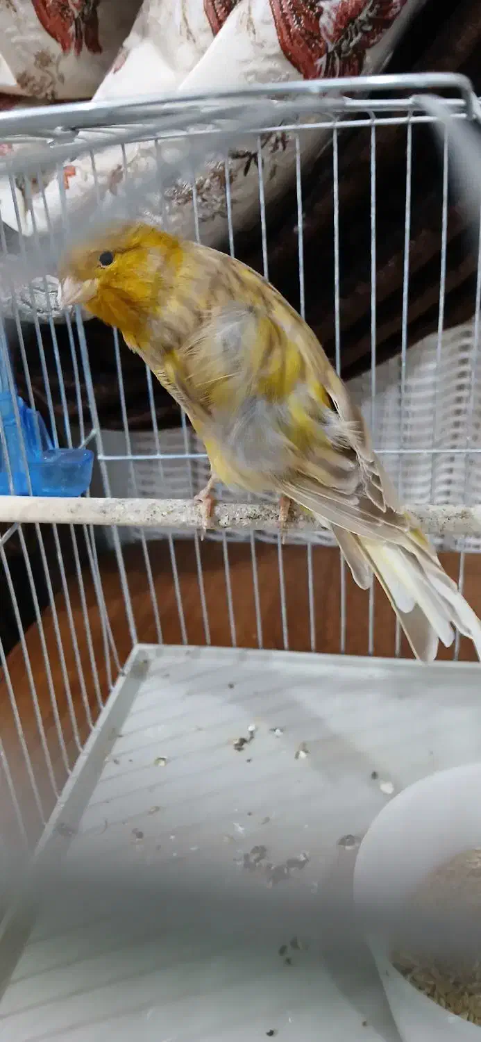 قناری نر|پرنده|اهواز, کوی رمضان|دیوار