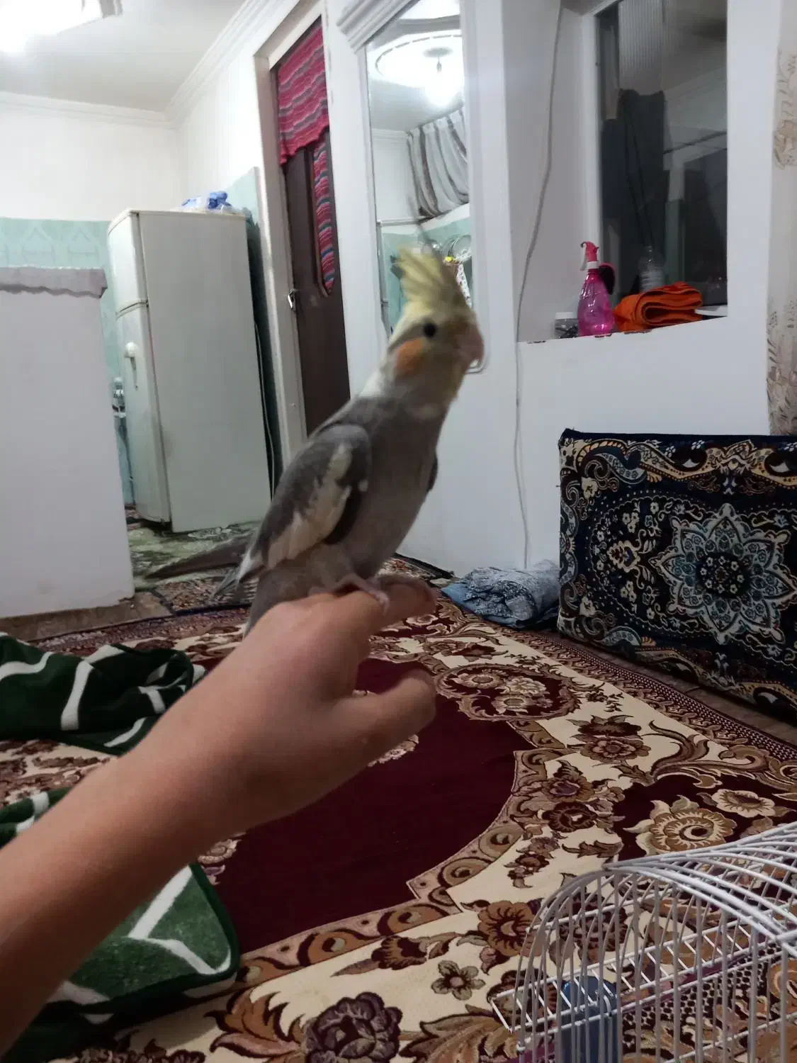 عروس هلندی|پرنده|تبریز, |دیوار