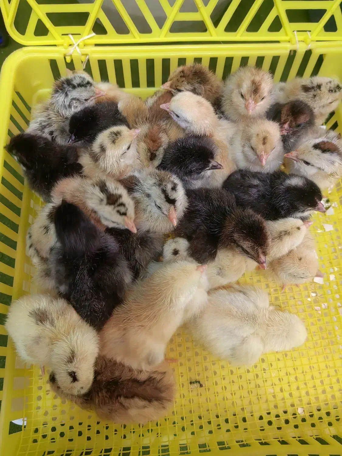 جوجه و تخم نطفه دار گلین|حیوانات مزرعه|شهرضا, |دیوار