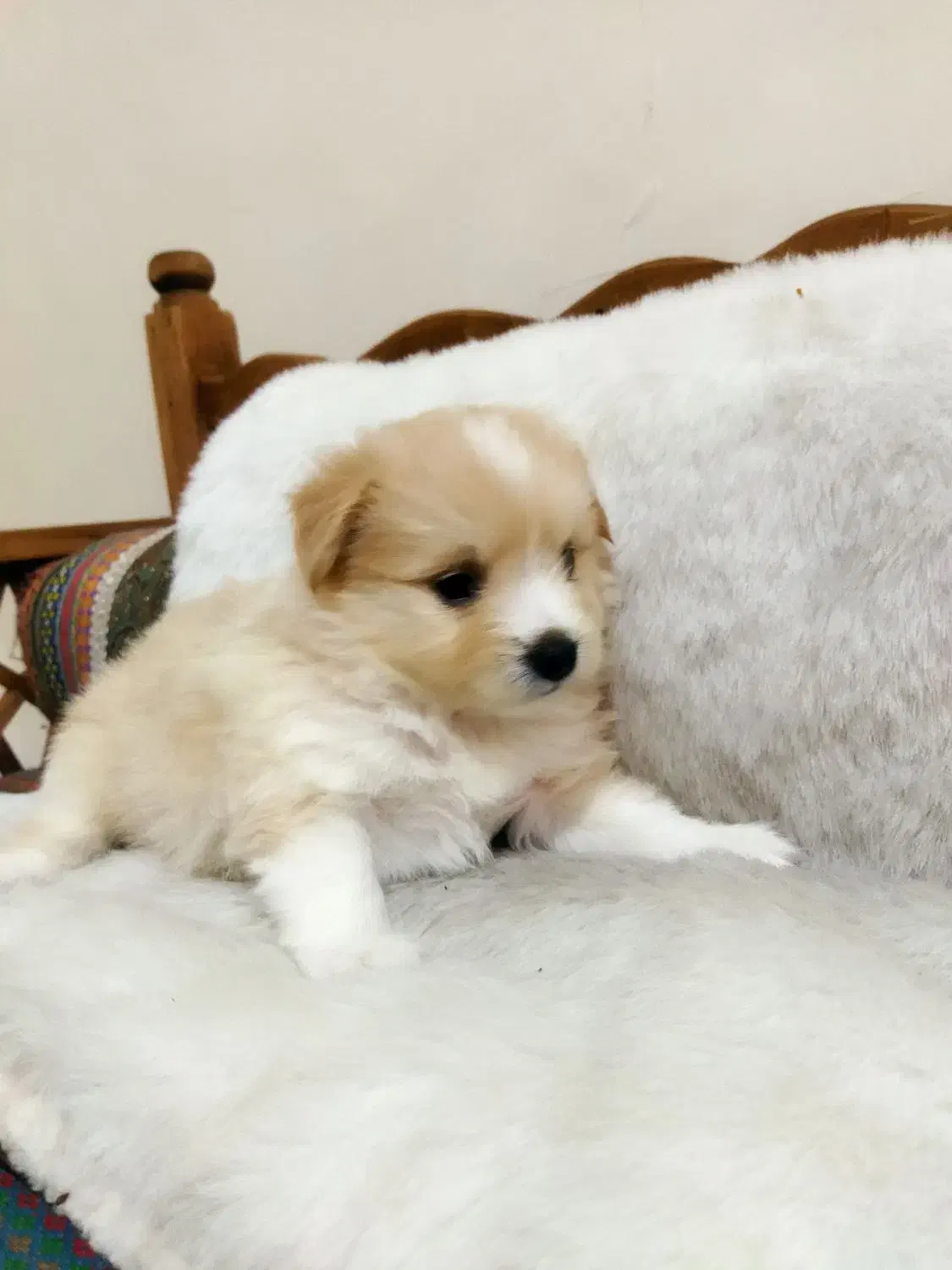 توله پودل دوماهه نر فقط 5.300|سگ|چهاردانگه (تهران), |دیوار