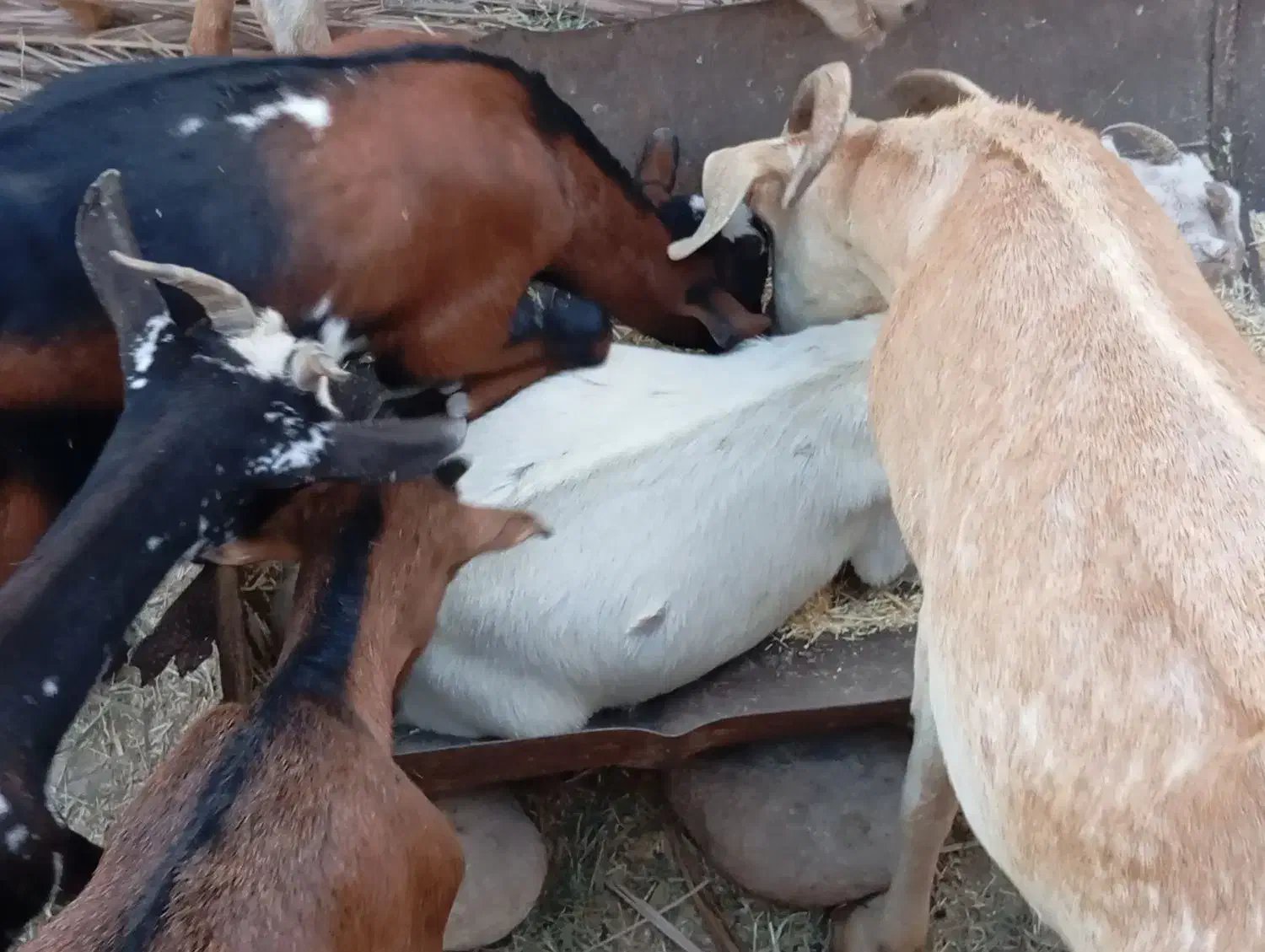 بز نزار کهره ماده و نر اطراف تازیان|حیوانات مزرعه|بندرعباس, |دیوار