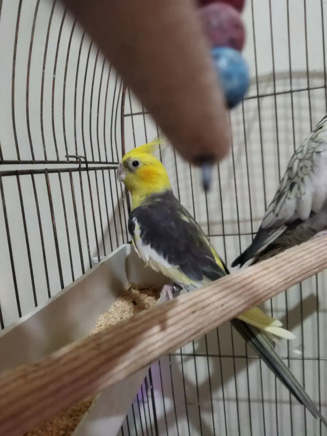 عروس هلندی|پرنده|شاهین‌شهر, شهرک سایت|دیوار