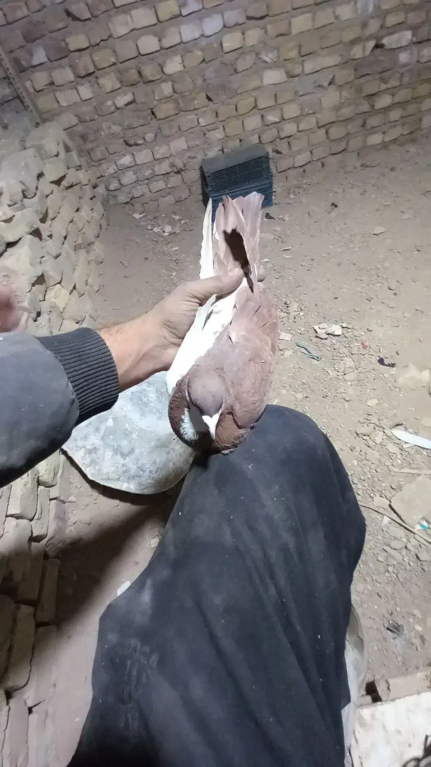 ‌کفتر رنگی چپ دم|پرنده|یزد, |دیوار