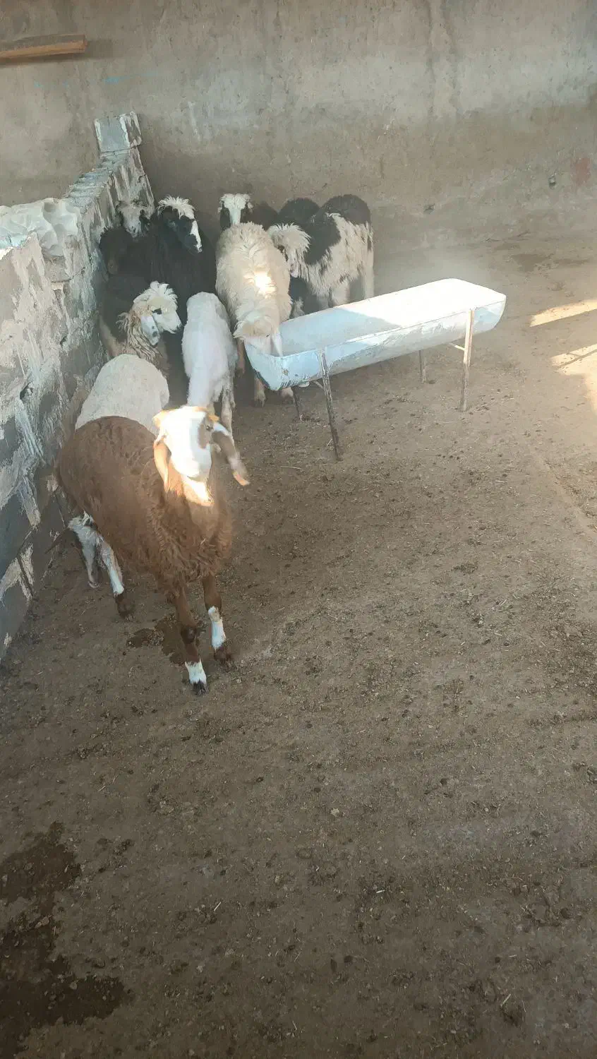 بره|حیوانات مزرعه|گتوند, |دیوار