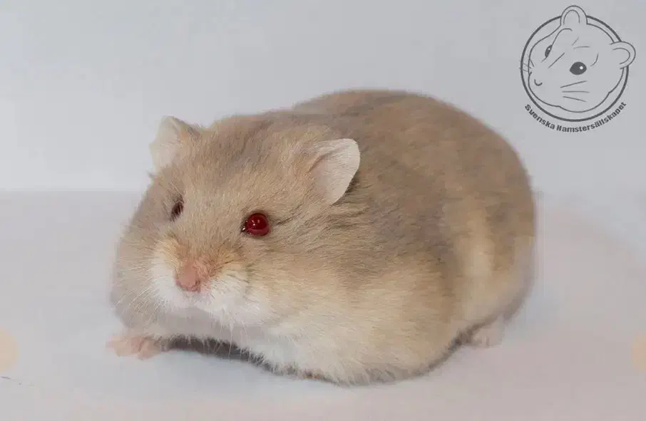 همستروینتروایت وکمپل،قفس،غذا،شن ،بامشاوره تخصصی|موش و خرگوش|تبریز, |دیوار