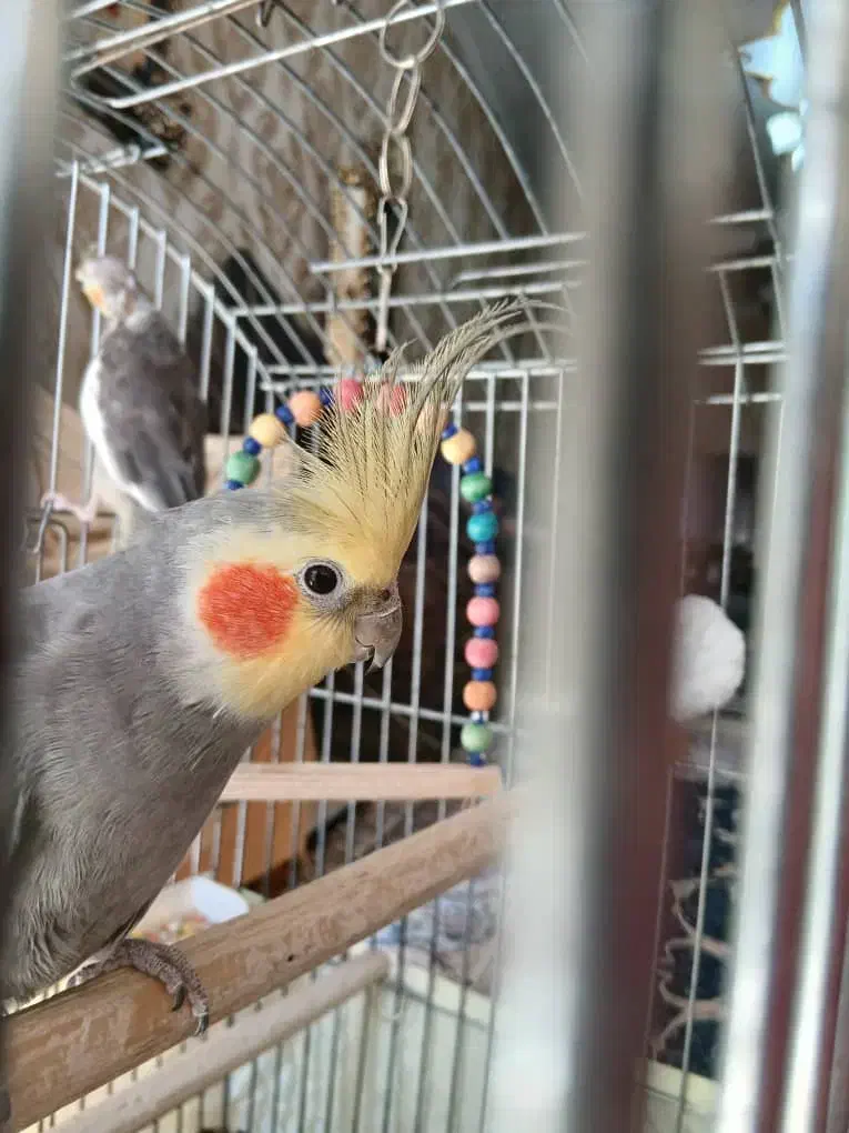 یک جفت عروس هلندی|پرنده|کرج, اسدآباد|دیوار