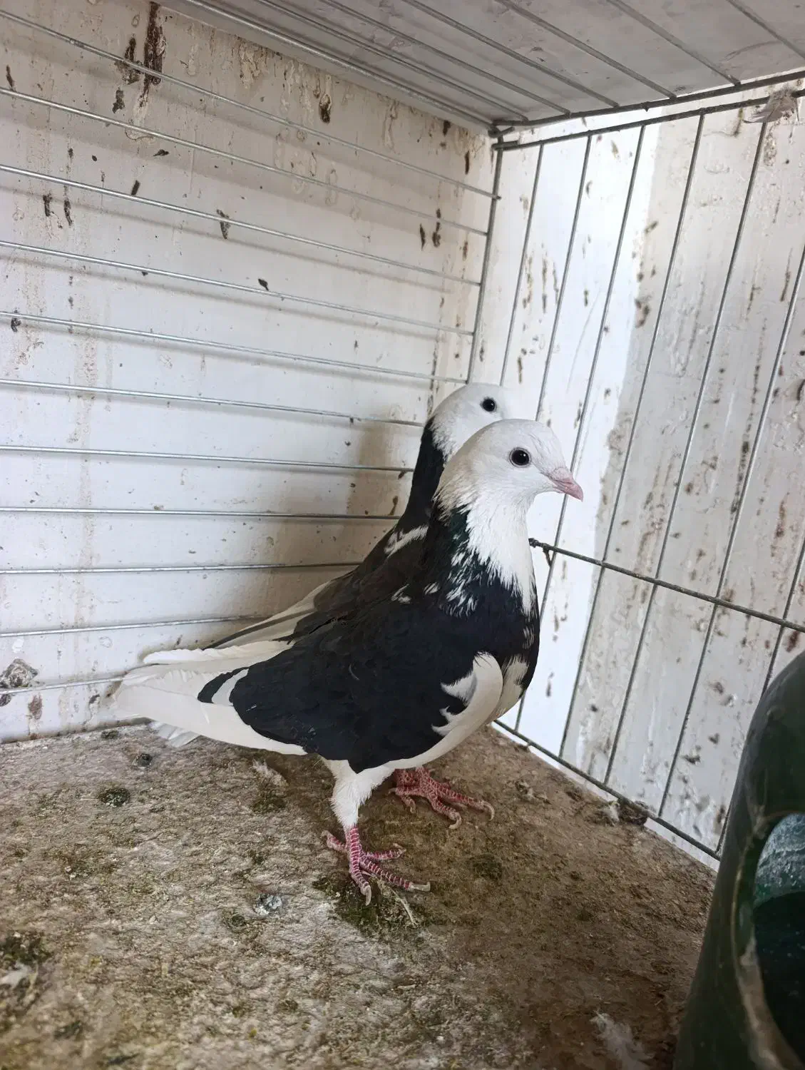 کبوتر پرشی ناب|پرنده|کاشان, امیرکبیر|دیوار