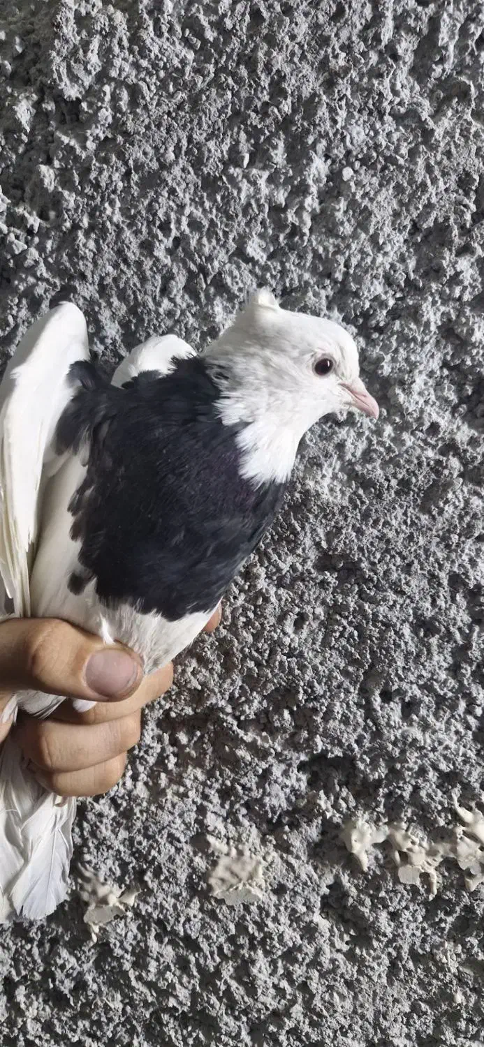 جوجه طوقی سیاه واکسی|پرنده|فرخشهر, |دیوار