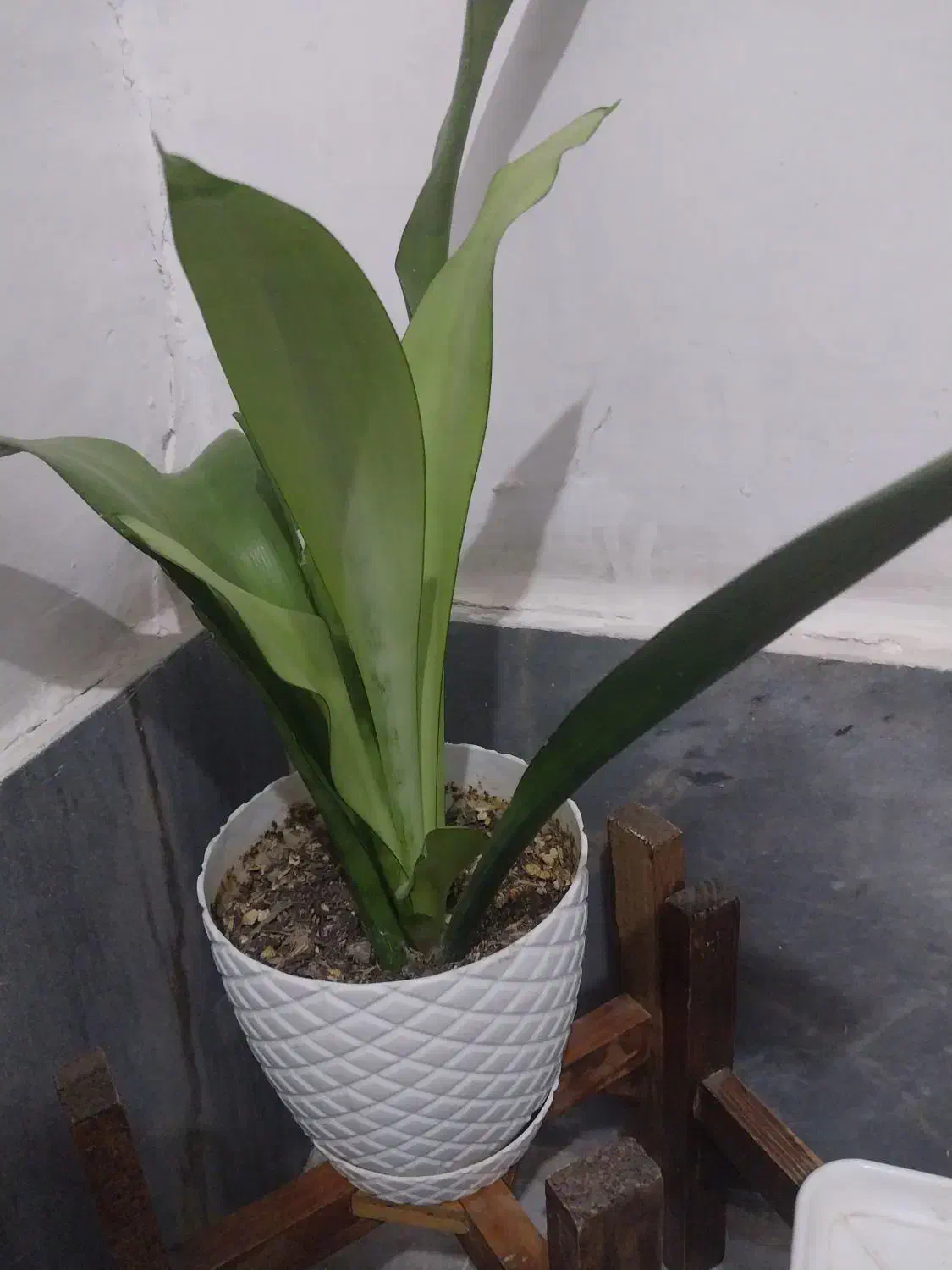 سانسوریا یوکا آلوراکاکتوس پتوس انجیری کالانگو توت|گل و گیاه طبیعی|اسلامشهر, شهرک محمدیه|دیوار