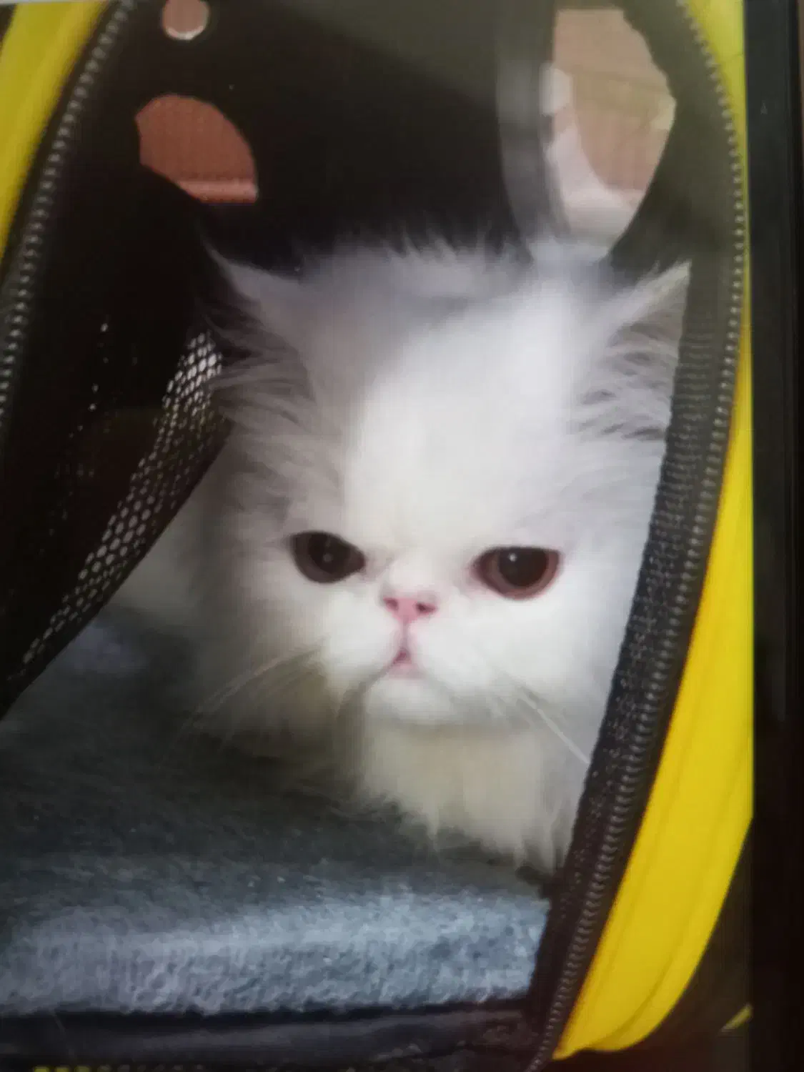 گربه گمشده|گربه|گرگان, |دیوار