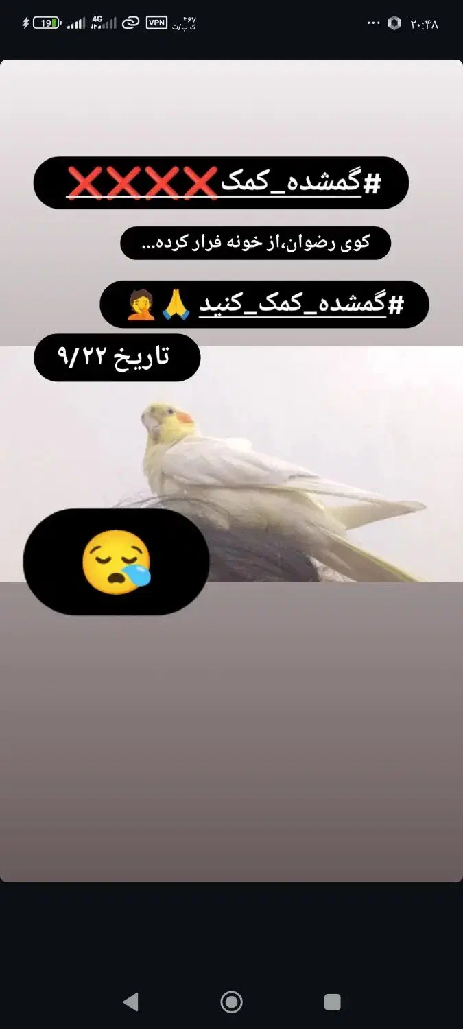 طوطی|پرنده|بهبهان, |دیوار