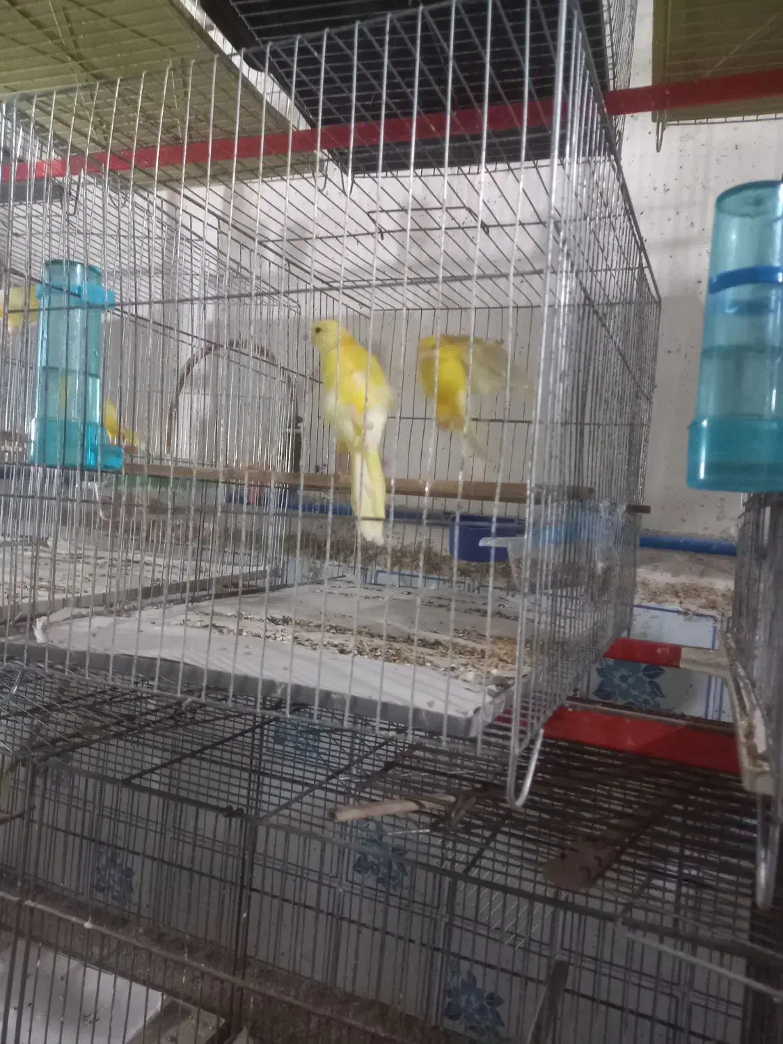 قناری سالم|پرنده|بندر انزلی, میان پشته|دیوار