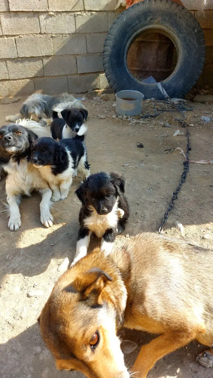 سگ پشمالو پاکوتاه|سگ|شیروان (خراسان), |دیوار