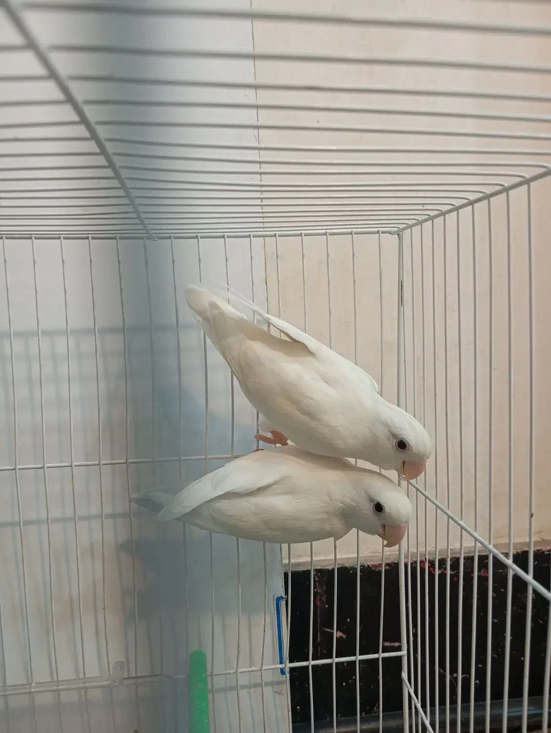 کوتوله|پرنده|تربت جام, علوی|دیوار