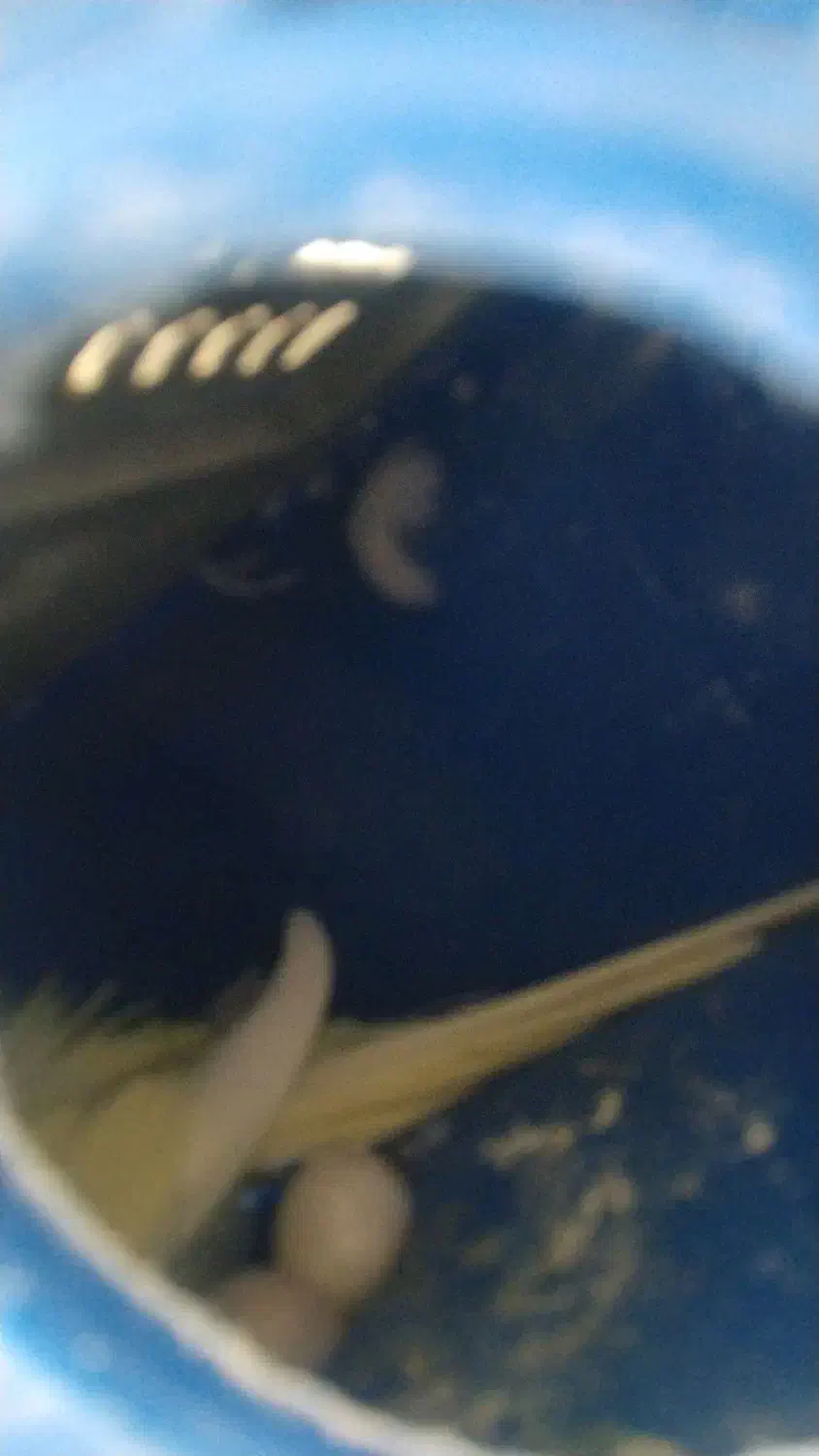 مرغ عشق فر|پرنده|سربیشه, |دیوار