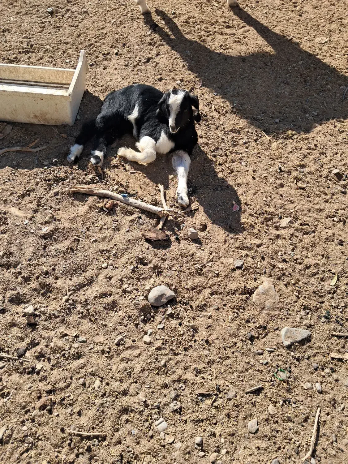 بز با کره نر|حیوانات مزرعه|هامون, |دیوار