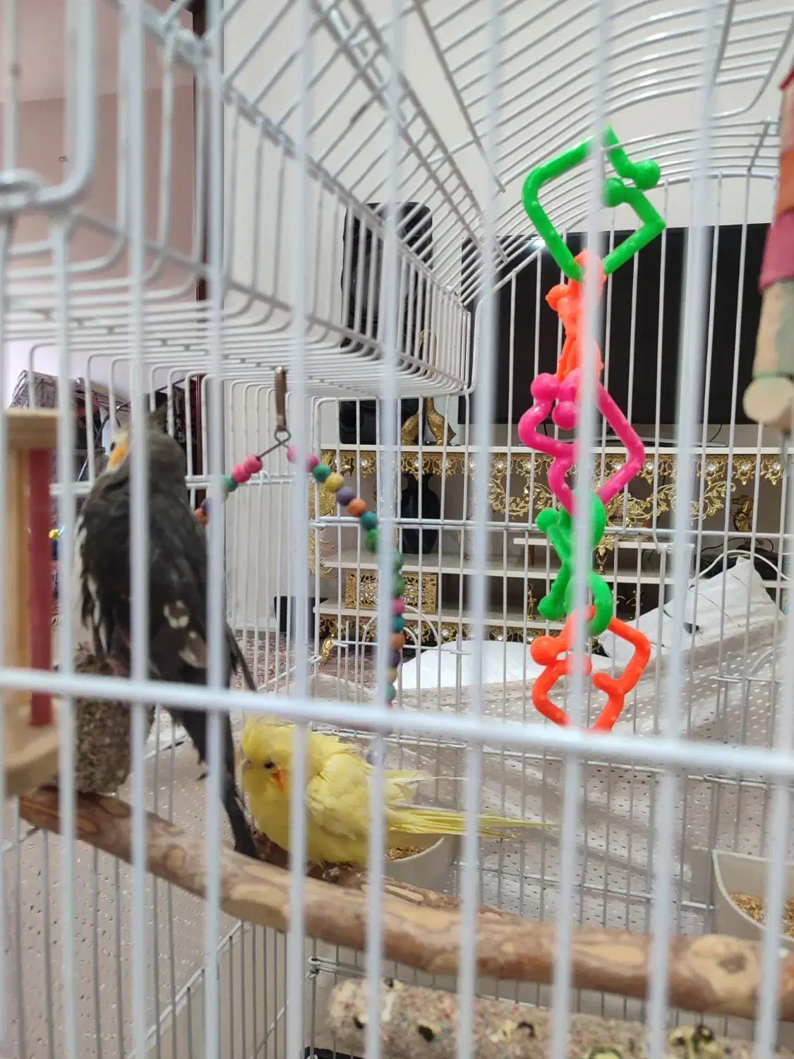 ۲تا عروس هلندی هستند با وسایل بازی ولانه|پرنده|پرند, فاز ۵|دیوار