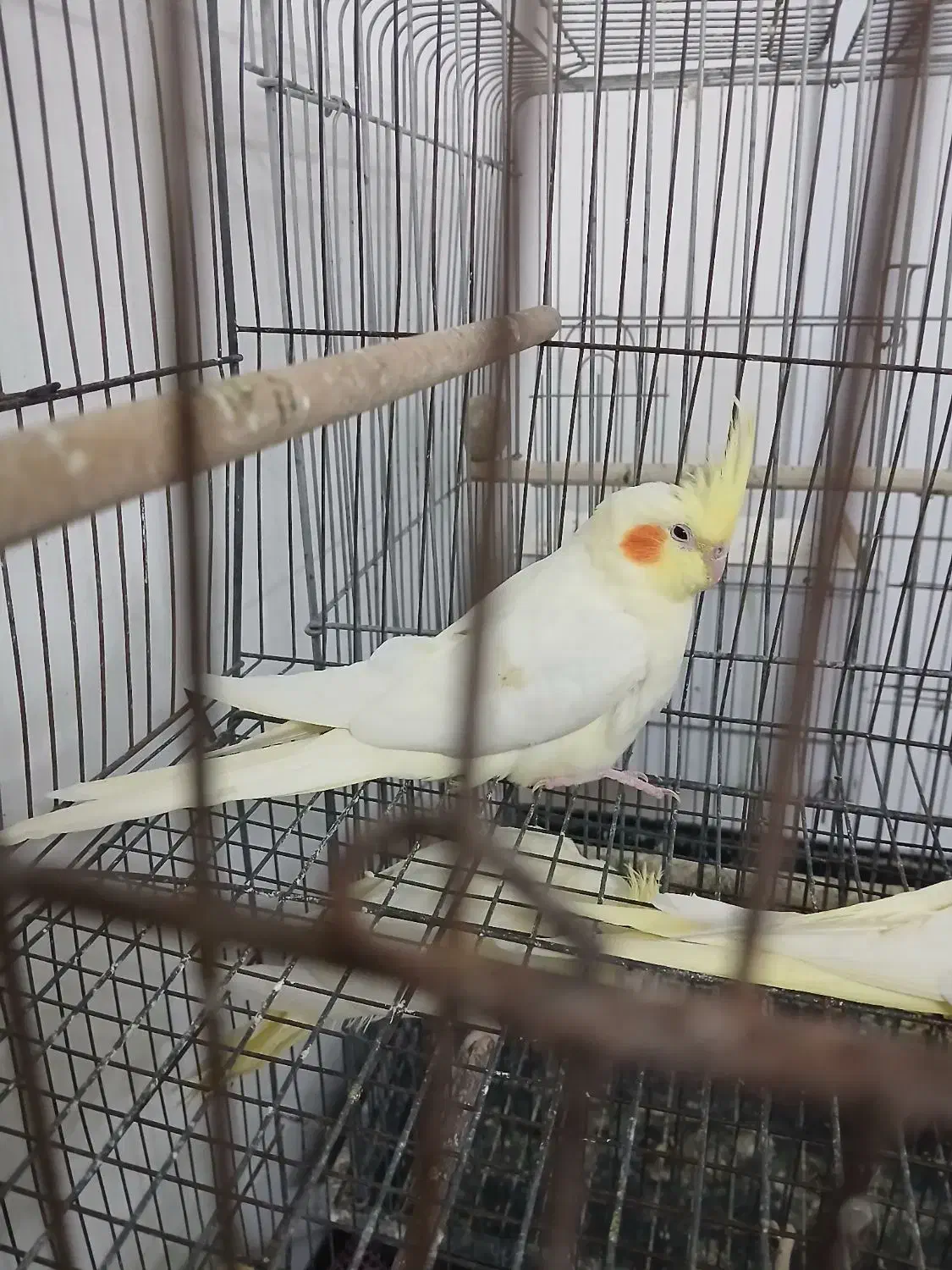 تخم عروس هلندی لوتینیو|پرنده|اسلامشهر, مظفریه|دیوار